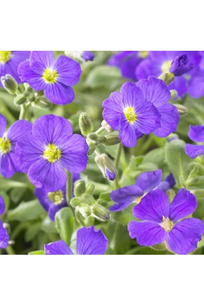 Aubrieta Cascade Blue у період цвітіння
